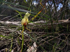 Pterostylis barbata