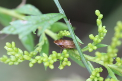 Aphrodes