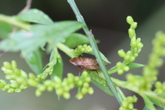 Aphrodes