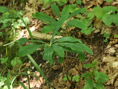Euphorbia amygdaloides