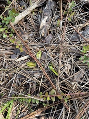 Dionaea muscipula