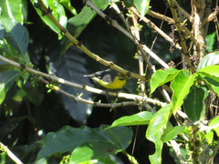 Todirostrum cinereum