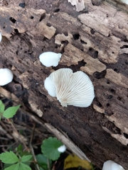 Crepidotus
