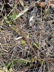 Dionaea muscipula