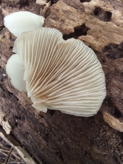 Crepidotus