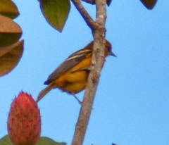 Icterus