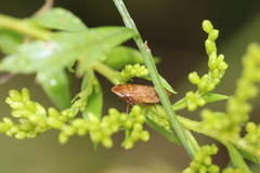 Aphrodes