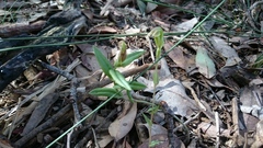 Pterostylis barbata