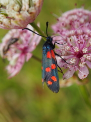 Zygaena filipendulae