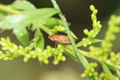 Aphrodes