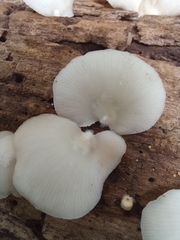 Crepidotus