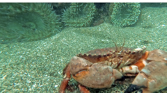 Romaleon antennarium