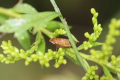 Aphrodes