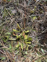 Dionaea muscipula