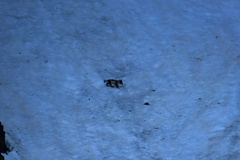 Vulpes lagopus lagopus