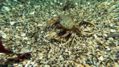 Metacarcinus magister