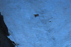 Vulpes lagopus lagopus