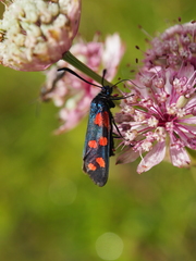 Zygaena filipendulae