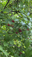 Cornus mas