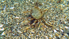 Metacarcinus magister