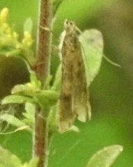 Nomophila nearctica