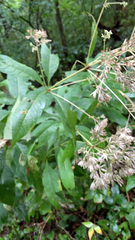 Eutrochium purpureum