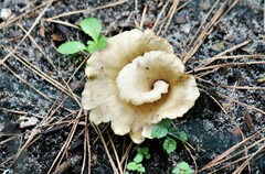 Hohenbuehelia petaloides