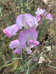 Lathyrus