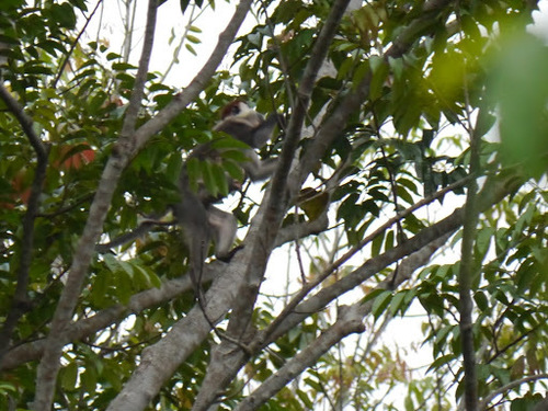 Cercocebus torquatus