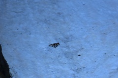 Vulpes lagopus lagopus