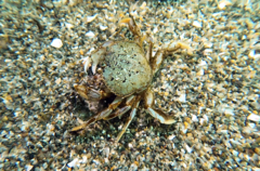 Metacarcinus magister