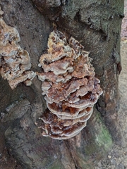 Ganoderma