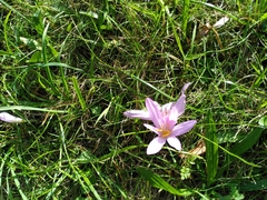Colchicum