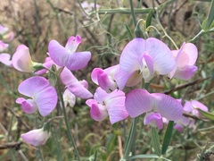 Lathyrus