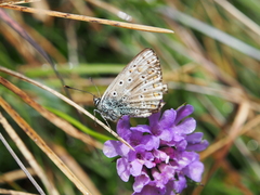 Polyommatus coridon