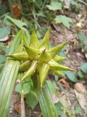 Carex grayi