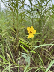 Chamaecrista fasciculata