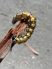 Uresiphita reversalis