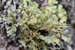 Ramalina americana