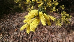 Acacia longifolia