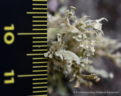 Ramalina americana