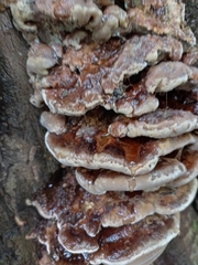 Ganoderma