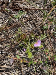 Dionaea muscipula