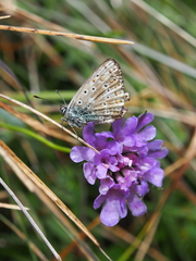 Polyommatus coridon