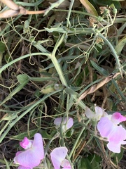 Lathyrus