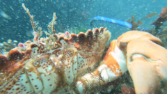 Romaleon antennarium