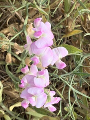 Lathyrus