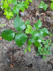 Toxicodendron