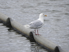 Larus hyperboreus