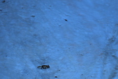 Vulpes lagopus lagopus